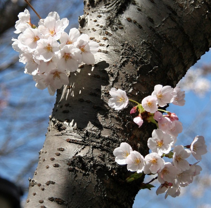 Financial Center Gardens - Cherry Tree Blossoms