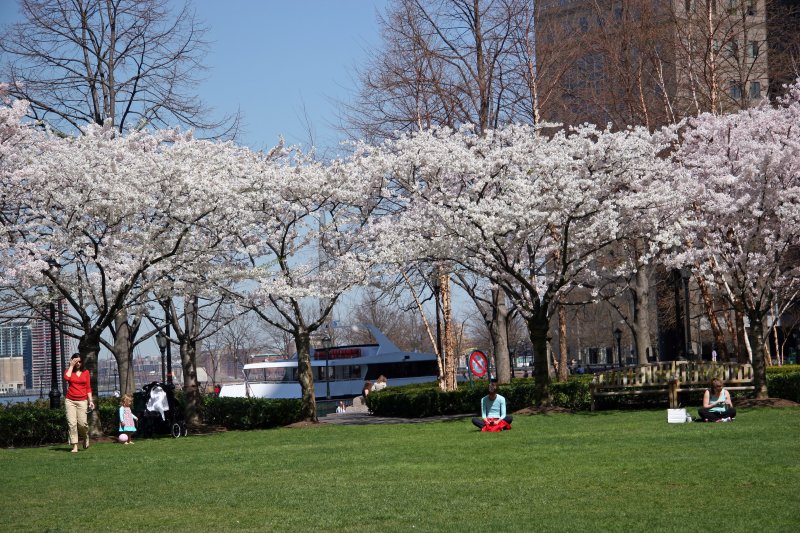 Financial Center Gardens - Cherry Tree Blossoms