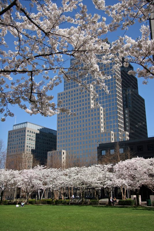 Financial Center Gardens - Cherry Tree Blossoms