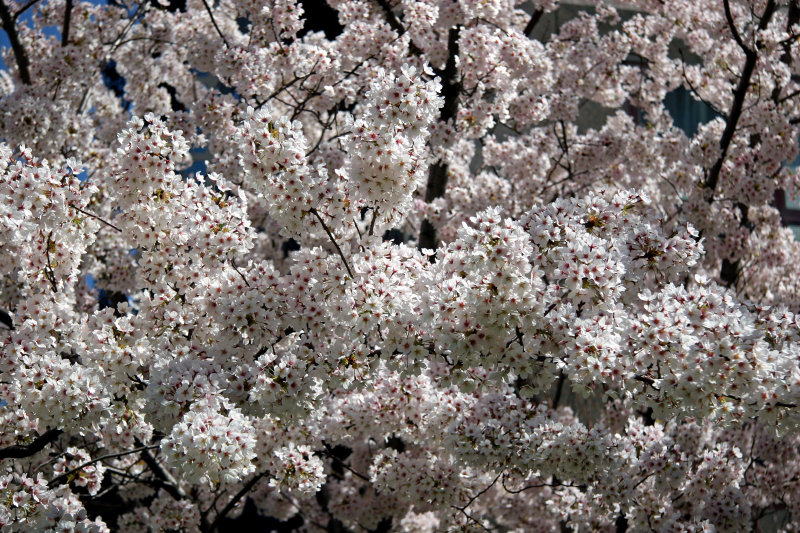 Financial Center Gardens - Cherry Tree Blossoms