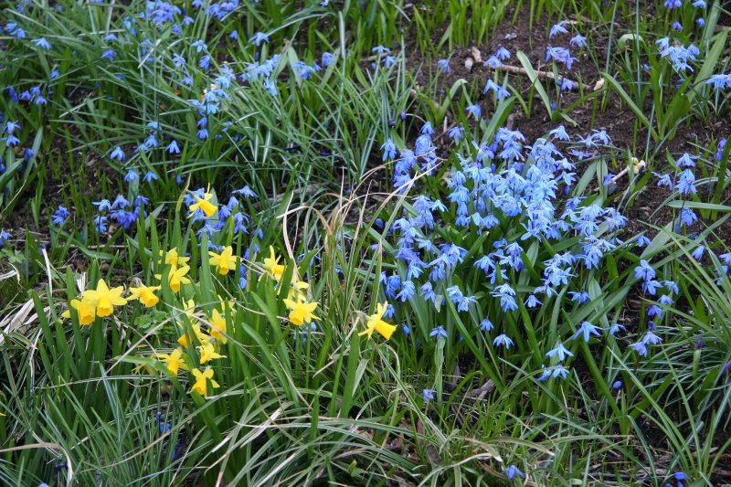Squill (Scilla siberica) & Daffodils - Nelson A Rockefeller Park
