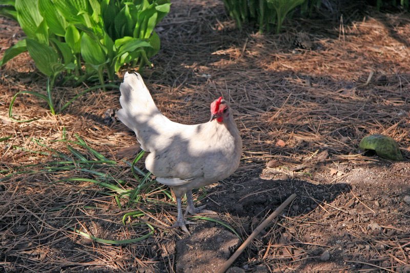 Visiting Hen