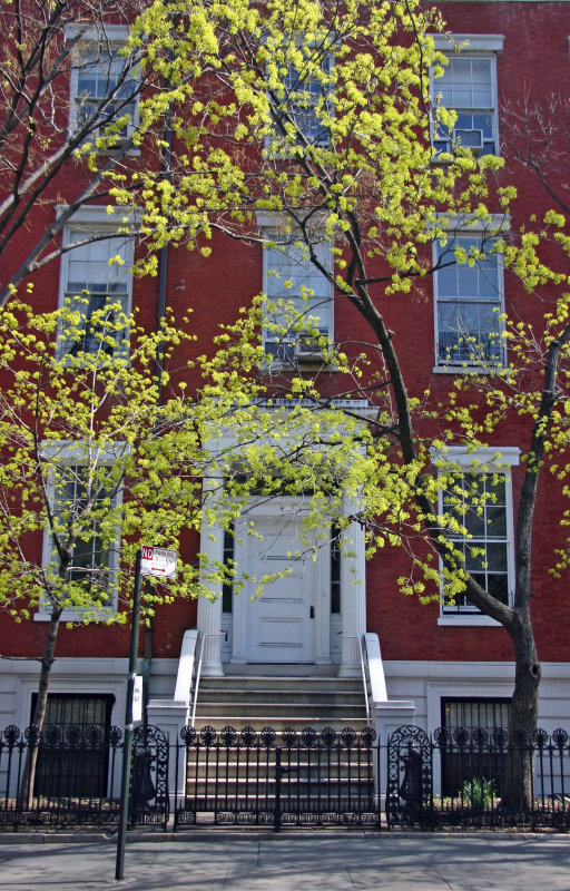 Norway Maple New Foliage - NYU Administrative Offices