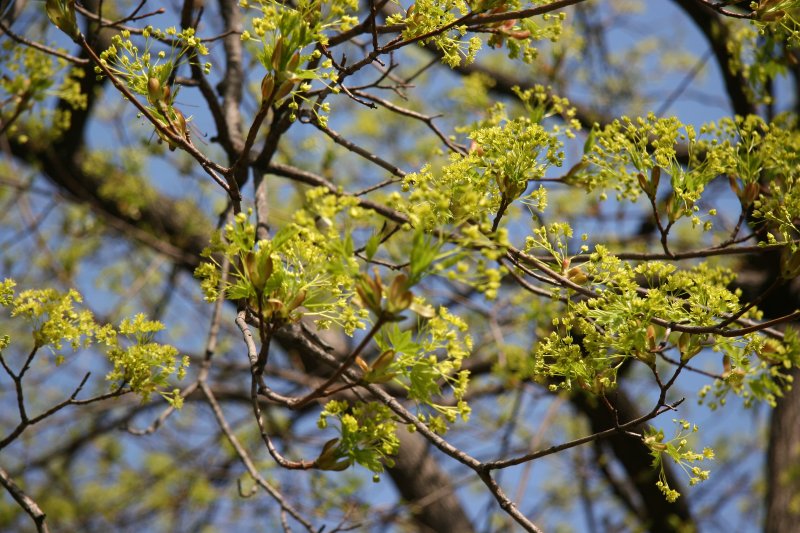 Norway Maple New Foliage