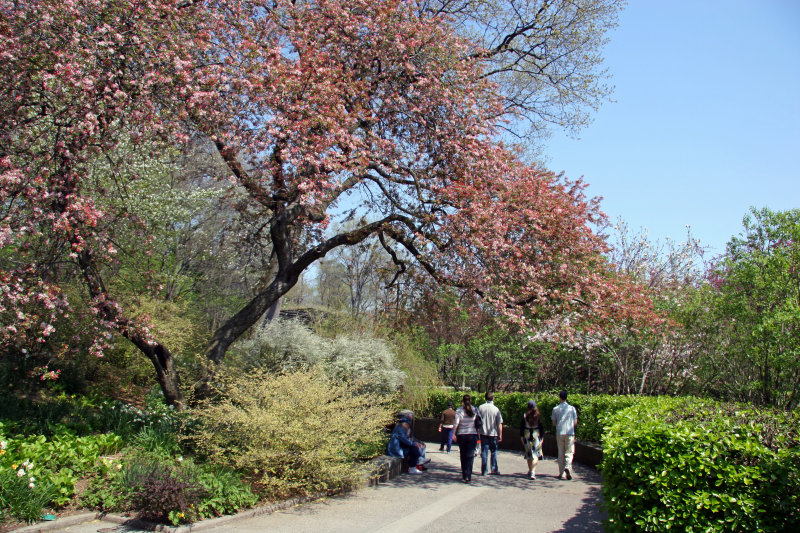 Crab Apple Tree - Garden View