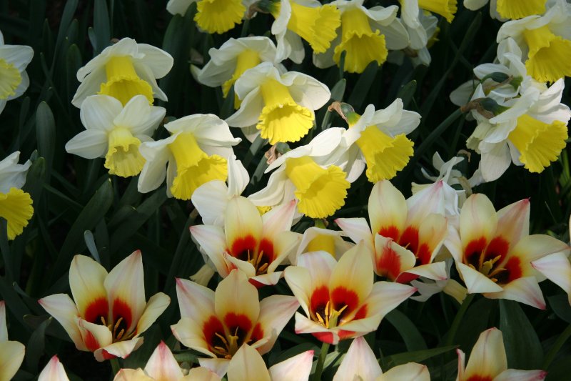 Daffodils & Tulips