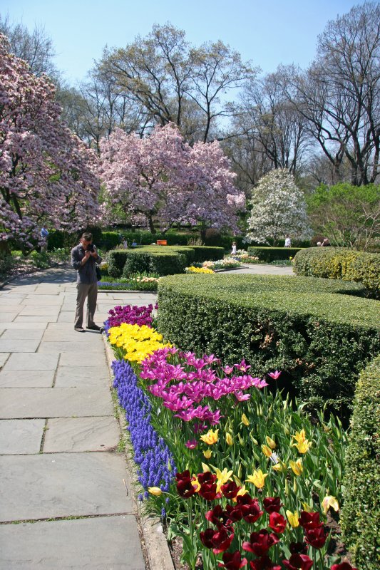 Shooting Tulips