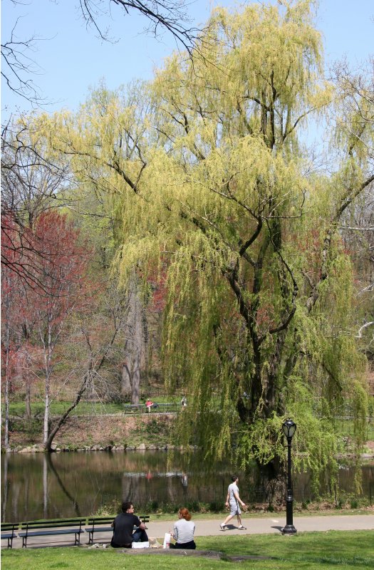 Willow - North Pool Area
