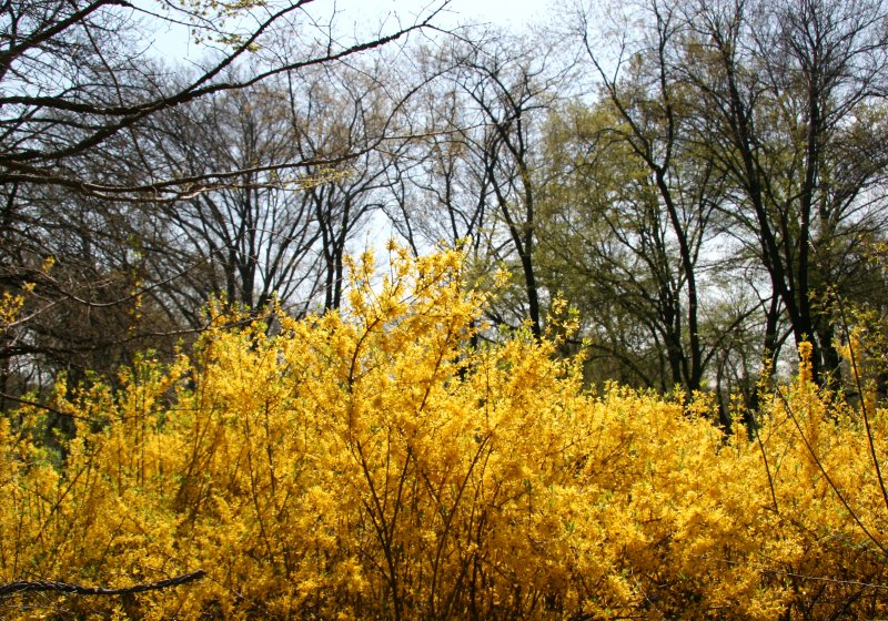North Meadow Area
