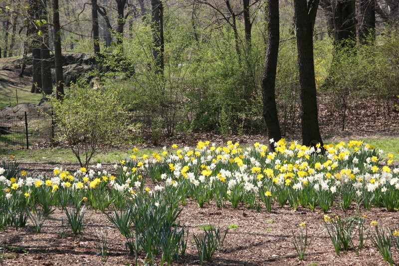 Daffodils - Central Park West near West 96th Street