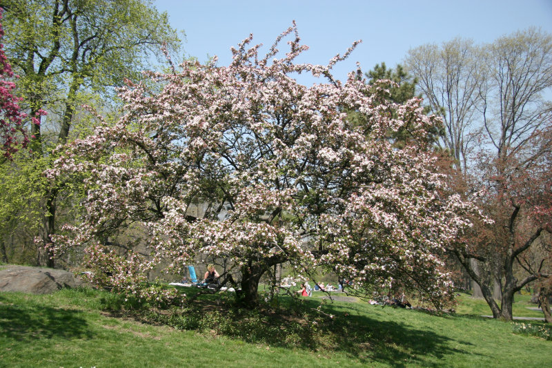 Crab Apple Blossoms - Central Park West near 96th Street