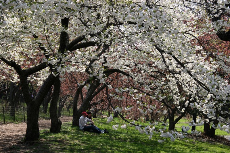 Cherry Blossoms by the Reservoir - Central Park West