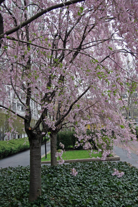 Cherry Tree Blossoms