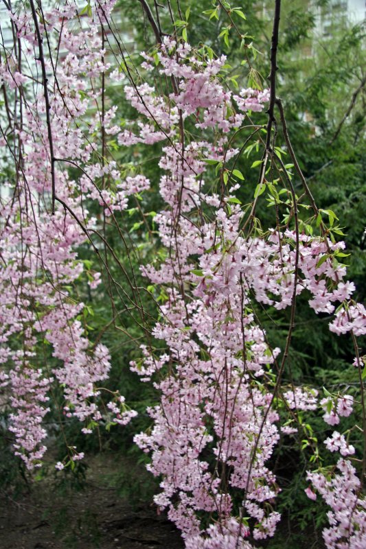 Cherry Tree Blossoms