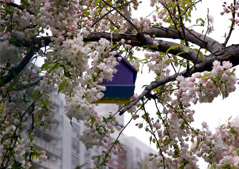 Apple Tree Blossoms at the Community Garden