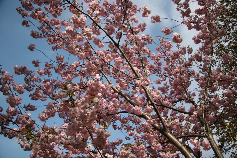 Cherry Tree Blossoms