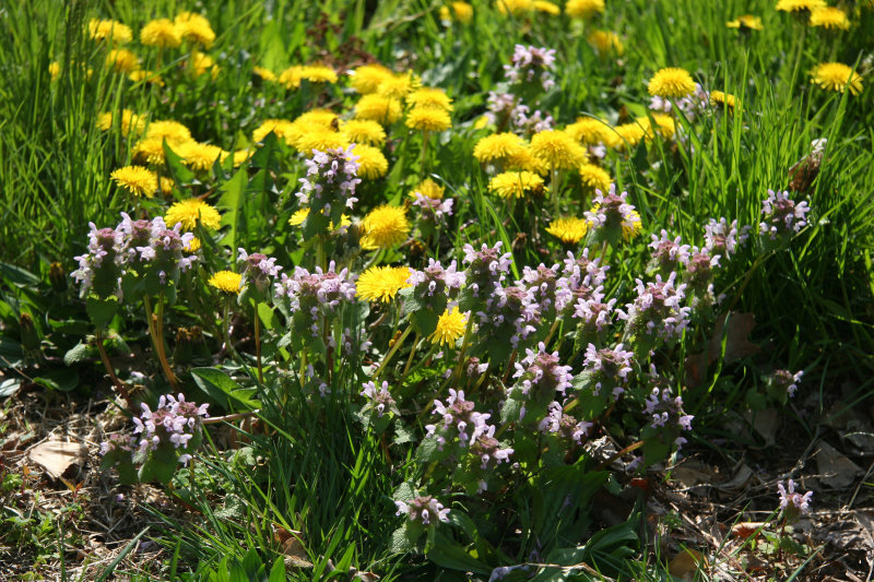 Dandelions & Lamium - Cherry Tree Grove