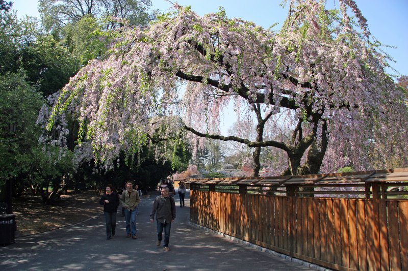 Cherry Tree Blossoms - Japanese Garden