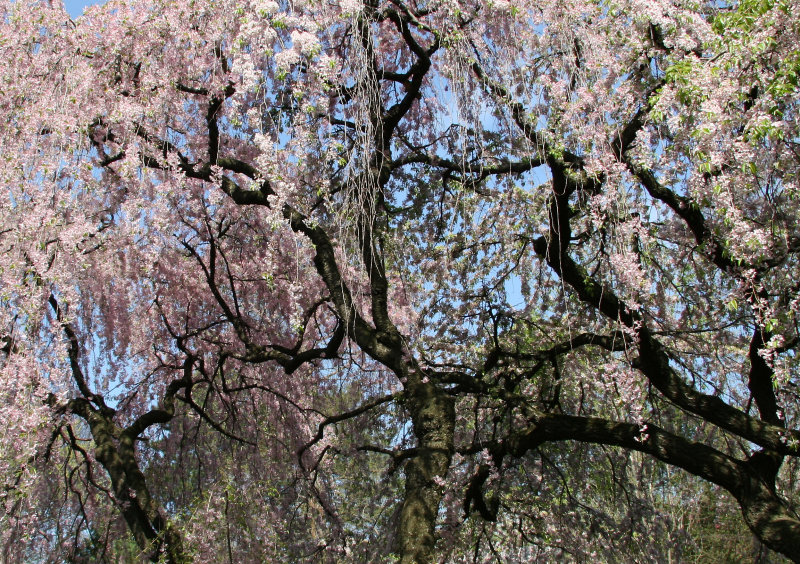 Cherry Tree Blossoms - Japanese Garden