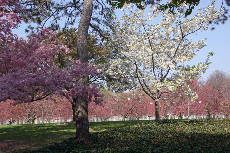 Cherry Tree Grove