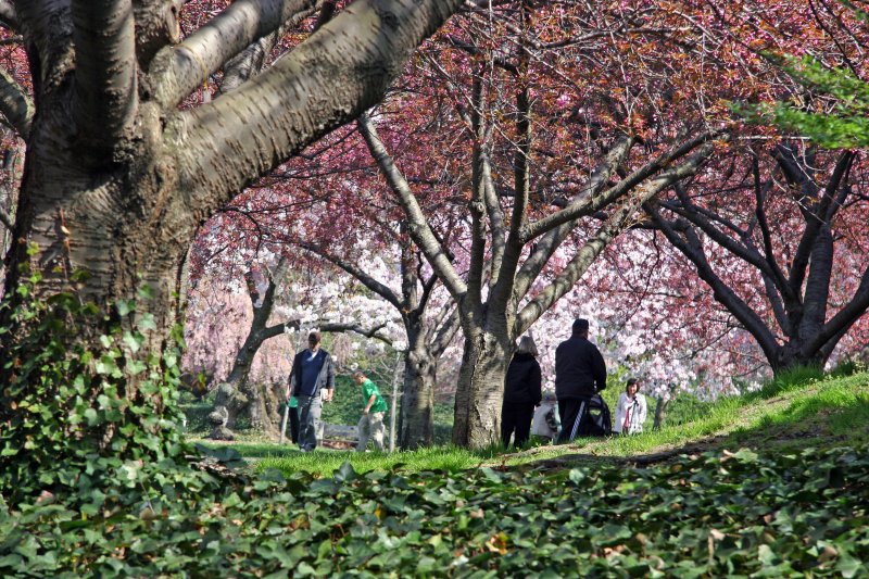 Cherry Tree Grove