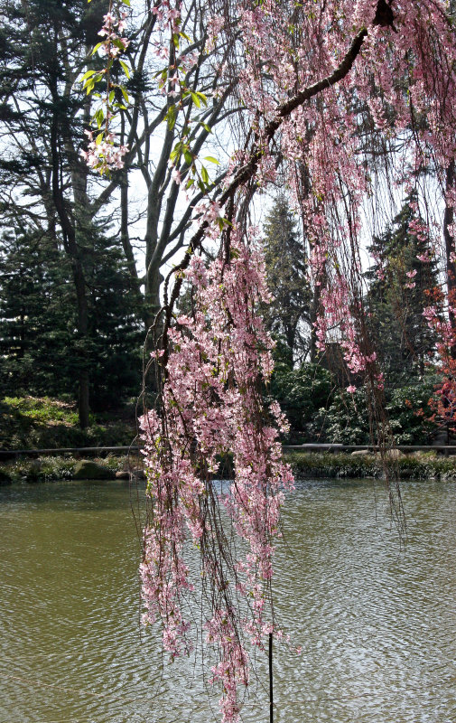 Cherry Tree Blossoms - Japanese Garden