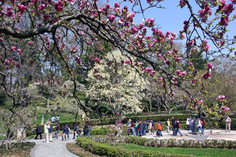 Magnolia Blossoms