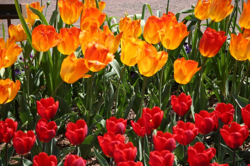 Tulips