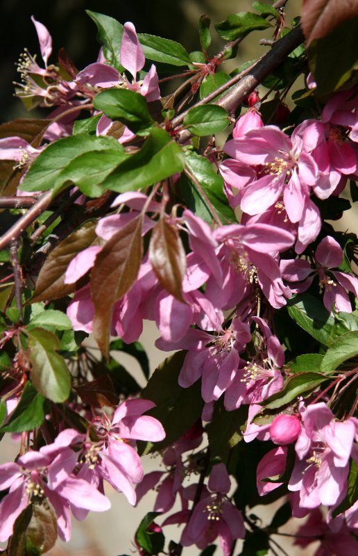 Prunus Blossoms - Entrance Garden