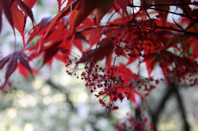 Red Leaf Maple & Crab Apple Tree Blossoms