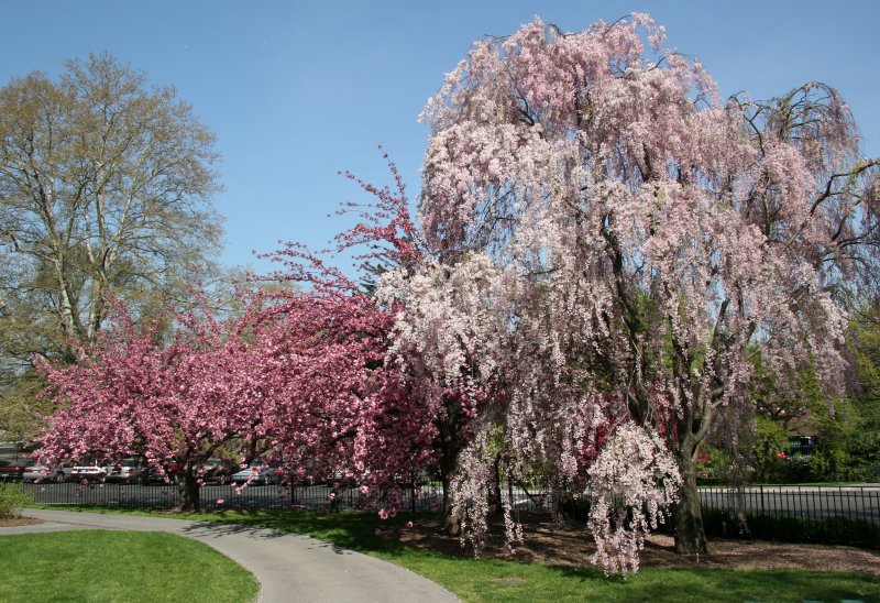 Cherry Tree Blossoms