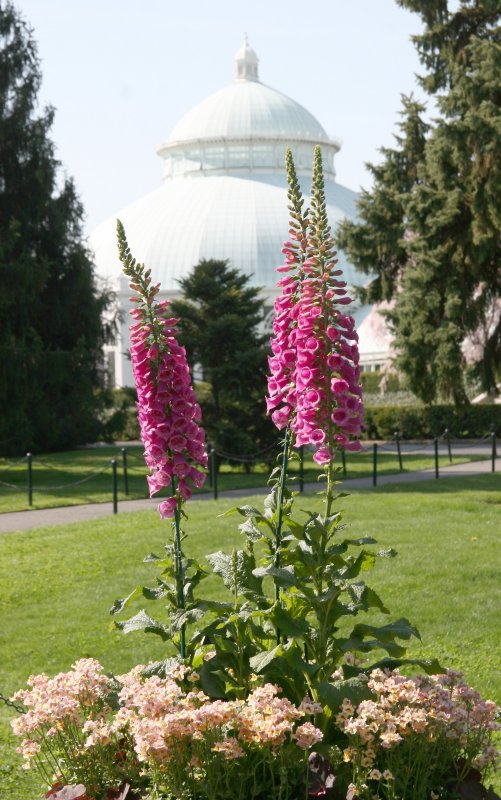 Foxglove