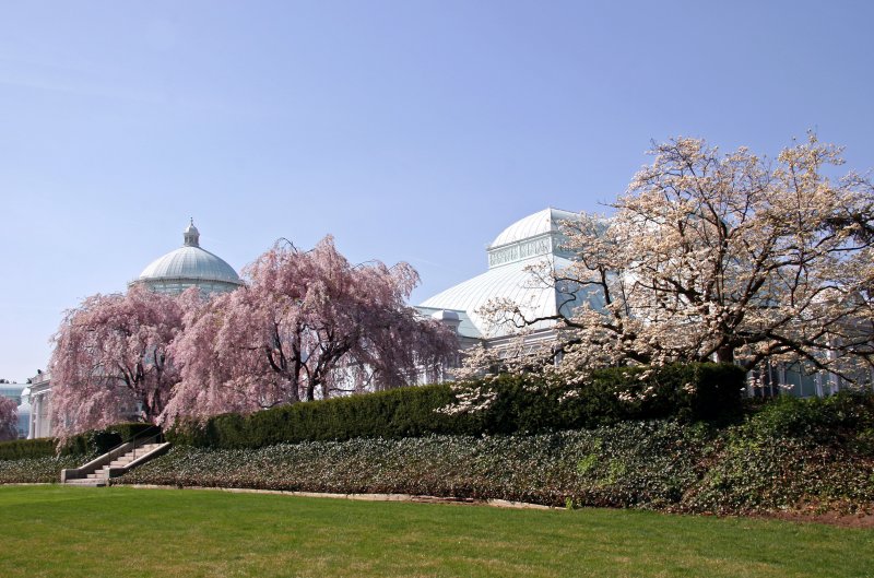 Conservatory, Cherry Tree & Dogwood Blossoms