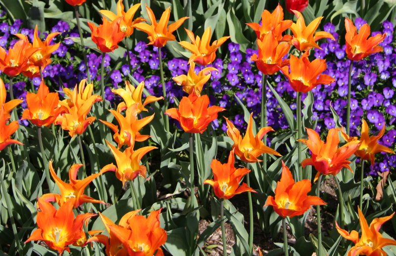 Tulips & Viola