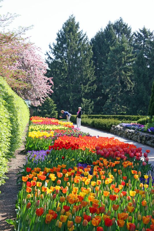 Tulips