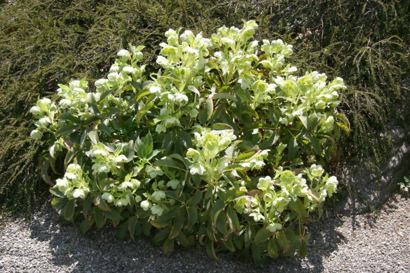 Helleborus - Rock Garden