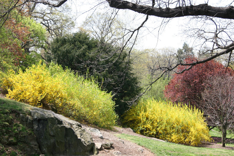 Near the Entrance to the Berrenson Ornamental Connifer Collection