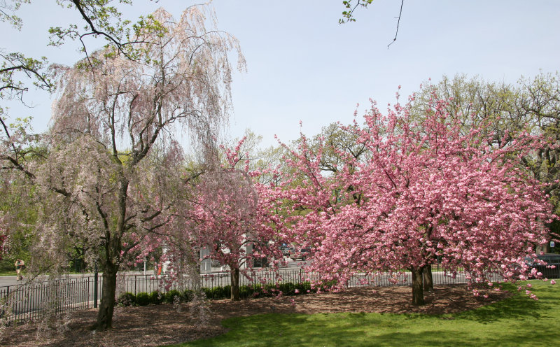 Cherry Blossom Tree For Sale In California - pink cloud cherry blossom tree for sale california