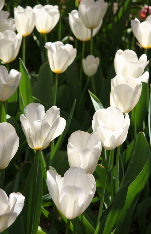 Tulips