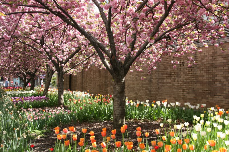 Cherry Tree Blossoms & Tulips