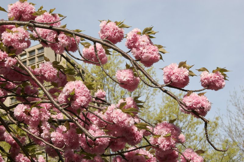 Cherry Tree Blossoms