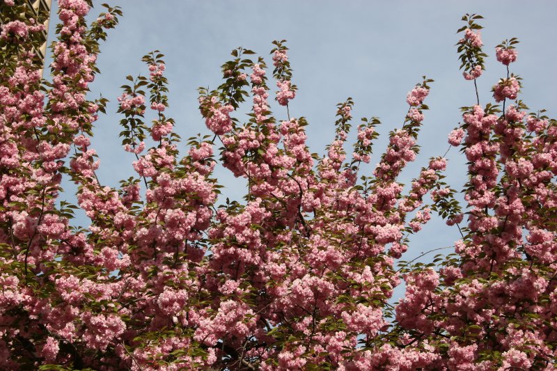 Cherry Tree Blossoms