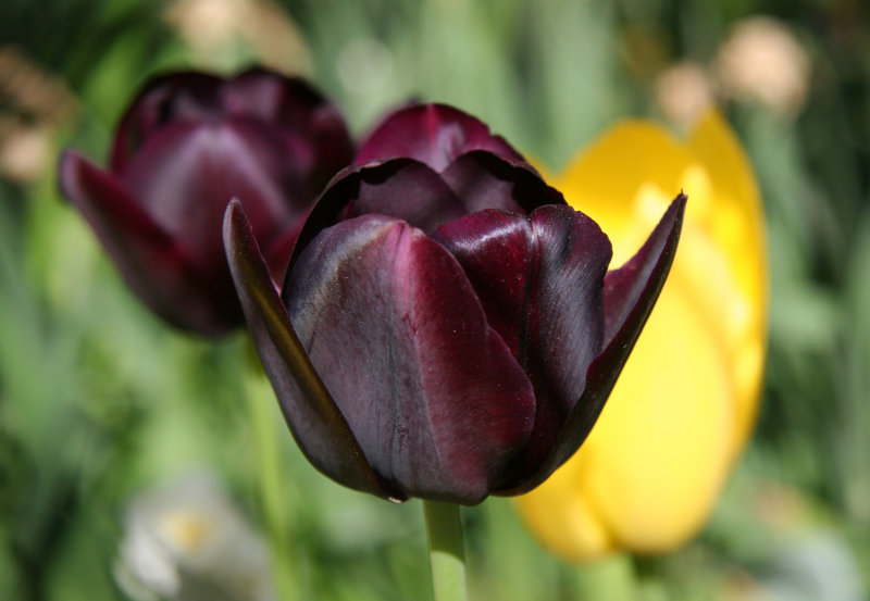 Tulips