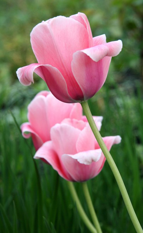Tulips