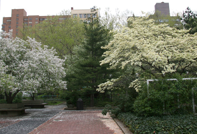 Dogwood, Crab Apple & Pine Tree