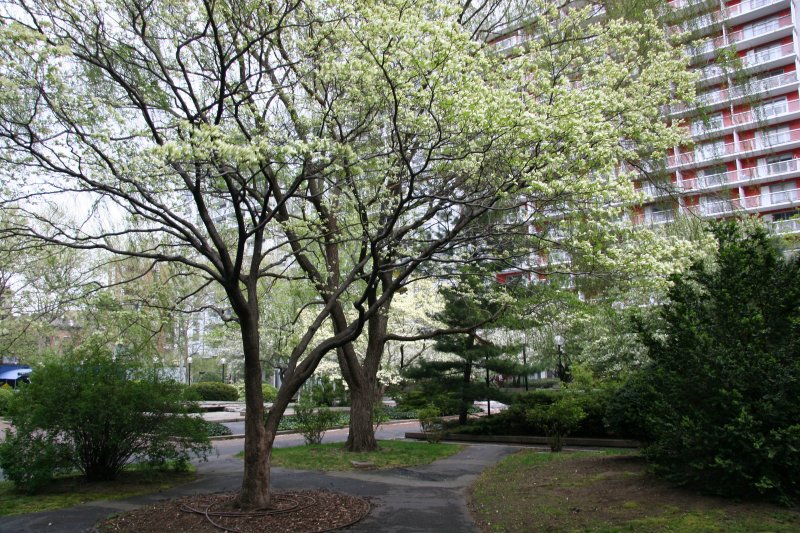 Dogwood, Crab Apple, Pine & Willow Trees