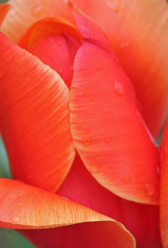 Tulip Detail