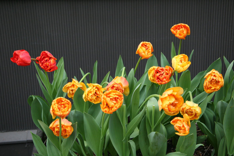 Tulips after April Showers
