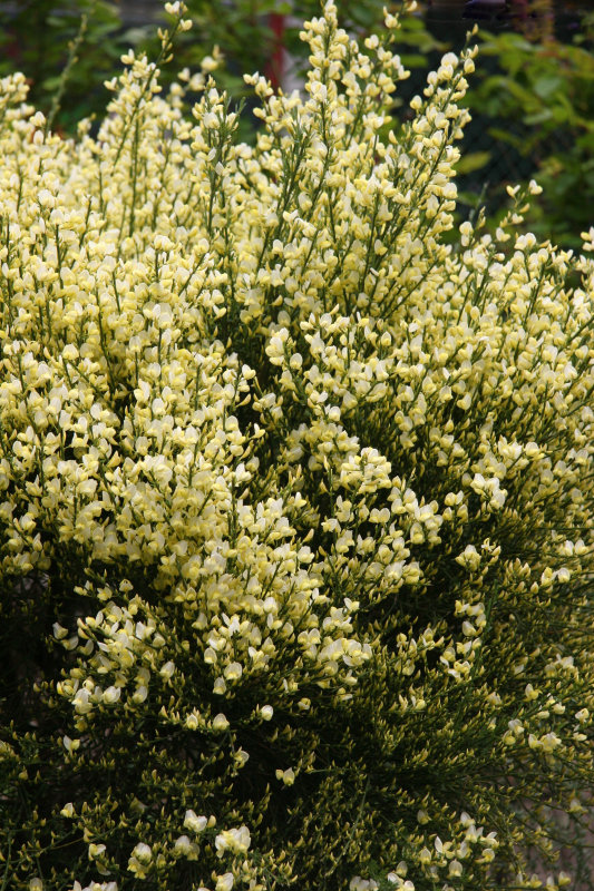 Scotch Broom in Bloom