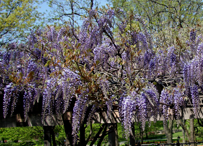 Wisteria behind the Band Shell